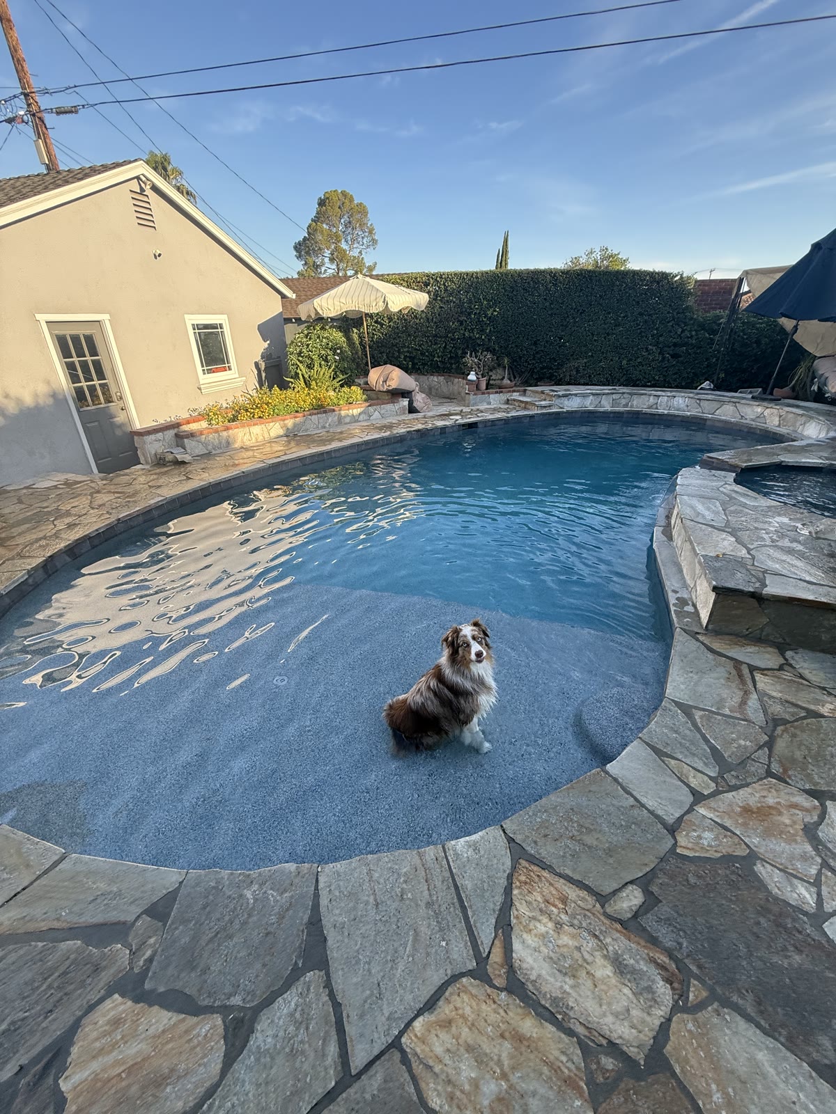 Dog beside a freeform pool with flagstone deck