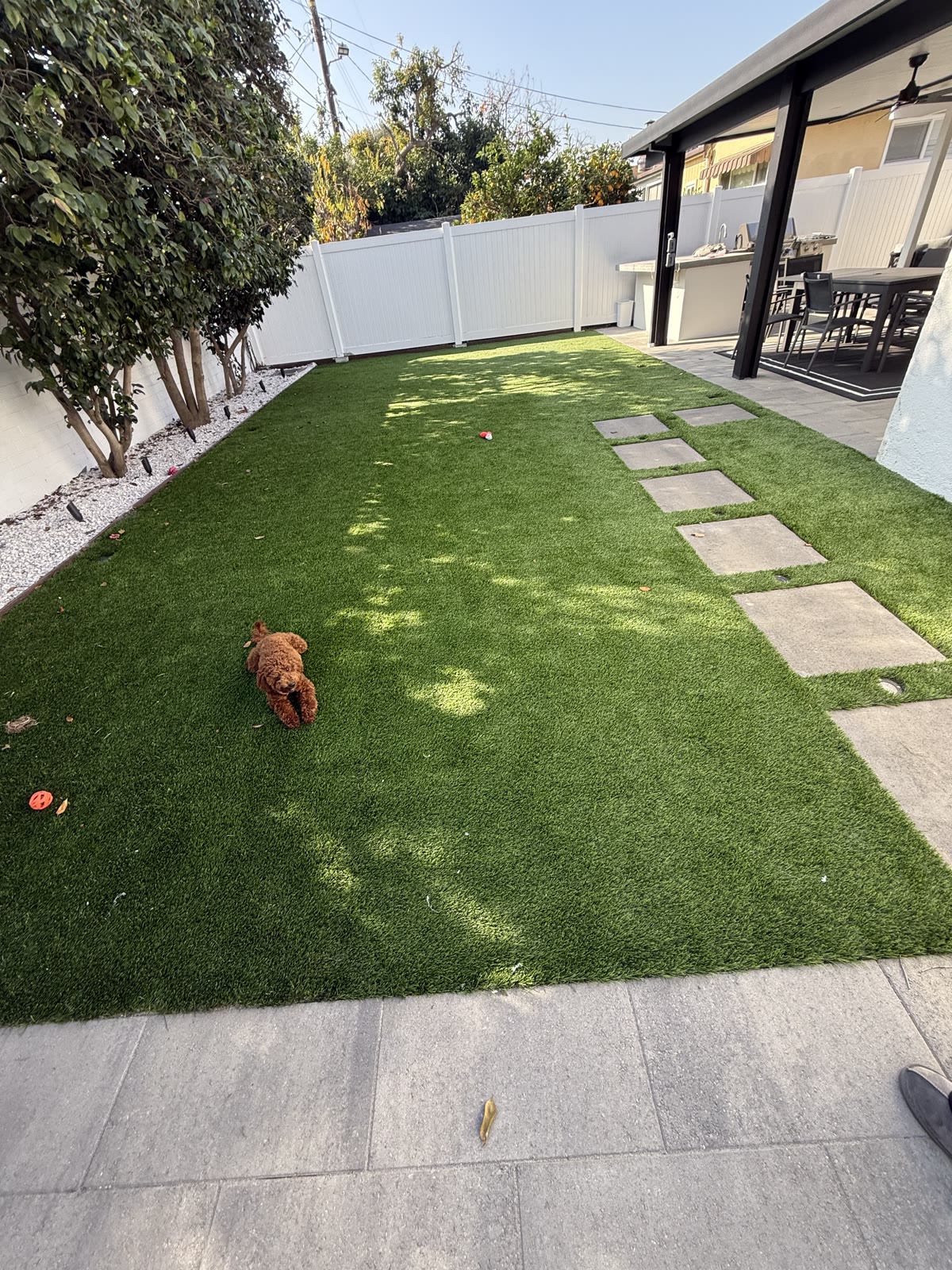 Dog on a turf lawn with stepping-stone pavers